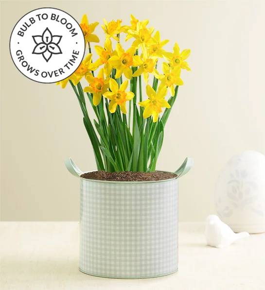 Jardín de bulbos de narcisos encantadores