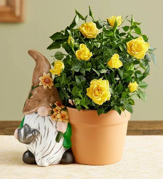 Planta de rosa gnomo de primavera