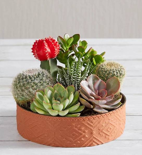 Jardín de cactus en maceta (Jardín de cactus en maceta)