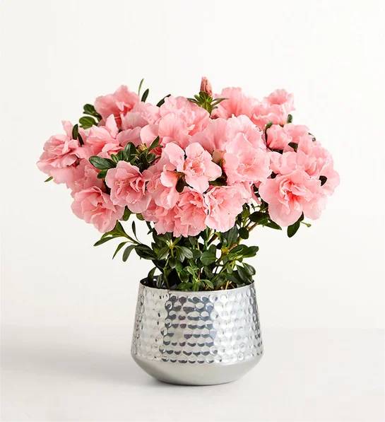 Azalea rosa bonita (pequeña)
