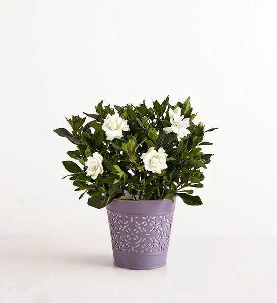 Gardenia fragante (pequeña)