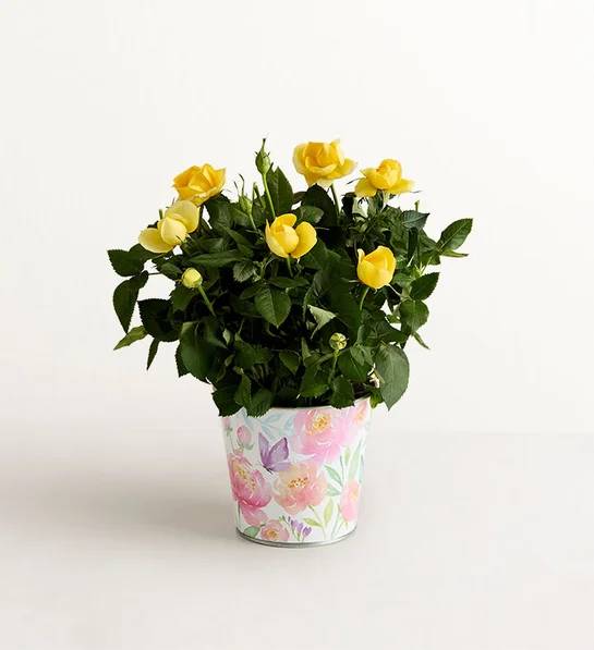 Rosal pequeño para el Día de la Madre