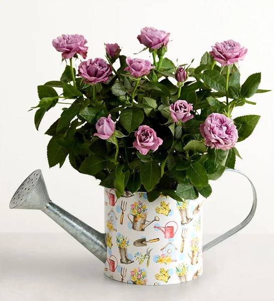 Regadera de primavera (Rosa regadera de primavera)