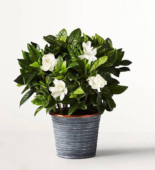 Flores de gardenia (tamaño pequeño para estantería con maceta de pizarra)