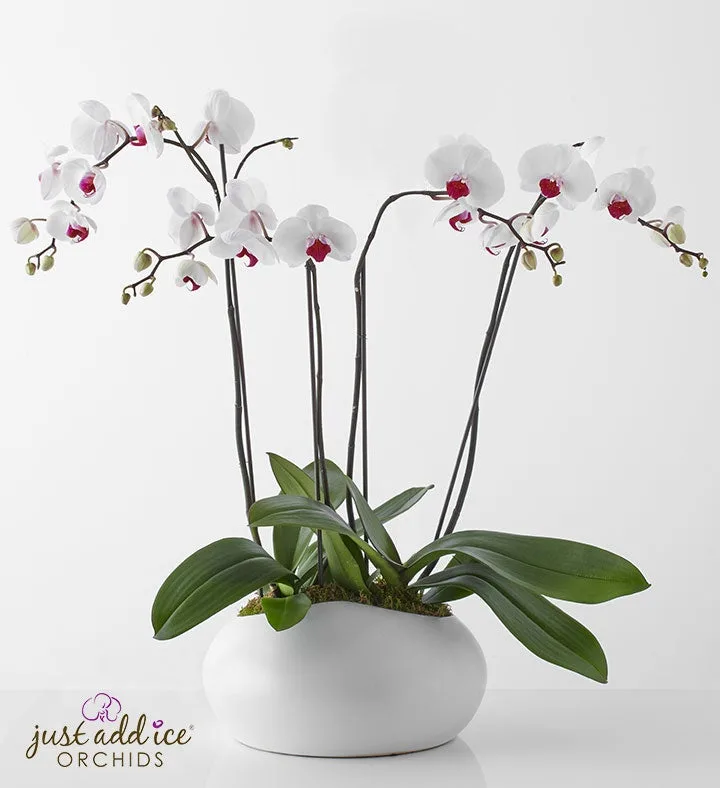 Jardín de orquídeas de elegancia sencilla