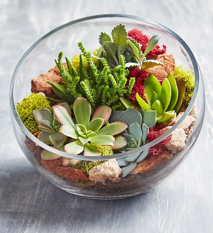Terrario de cristal para suculentas