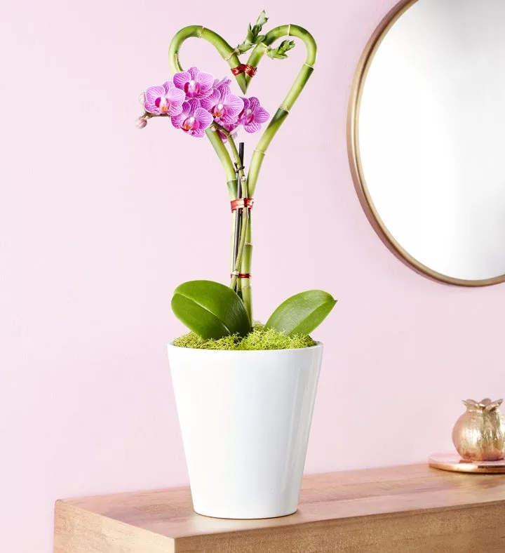 Jardín de bambú y orquídeas Sweetheart con chocolate