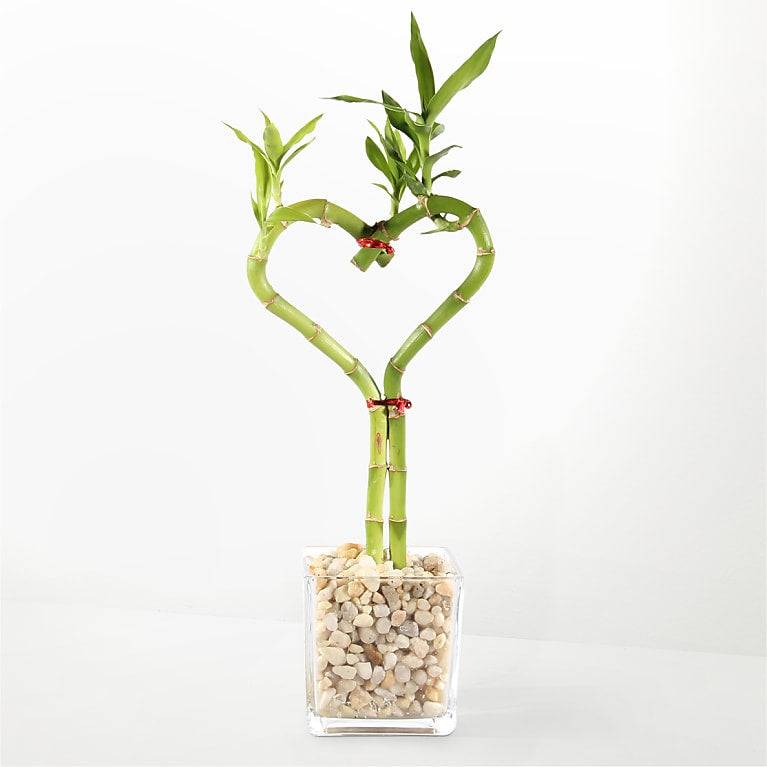 Nudo de amor de bambú