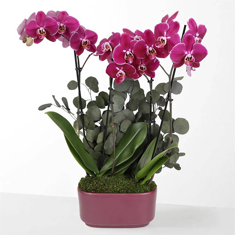 Orquídea púrpura encantadora
