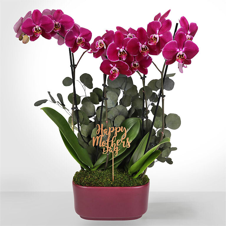 Maceta para orquídeas de elegancia duradera para mamá