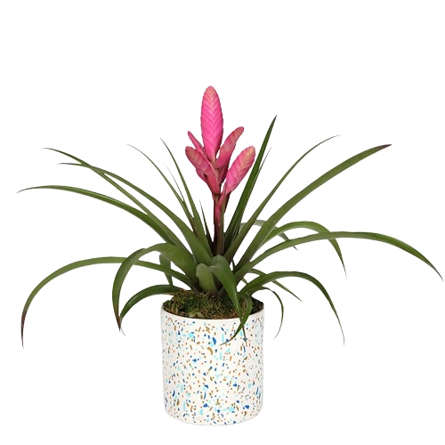 Impresionante bromelia rosa
