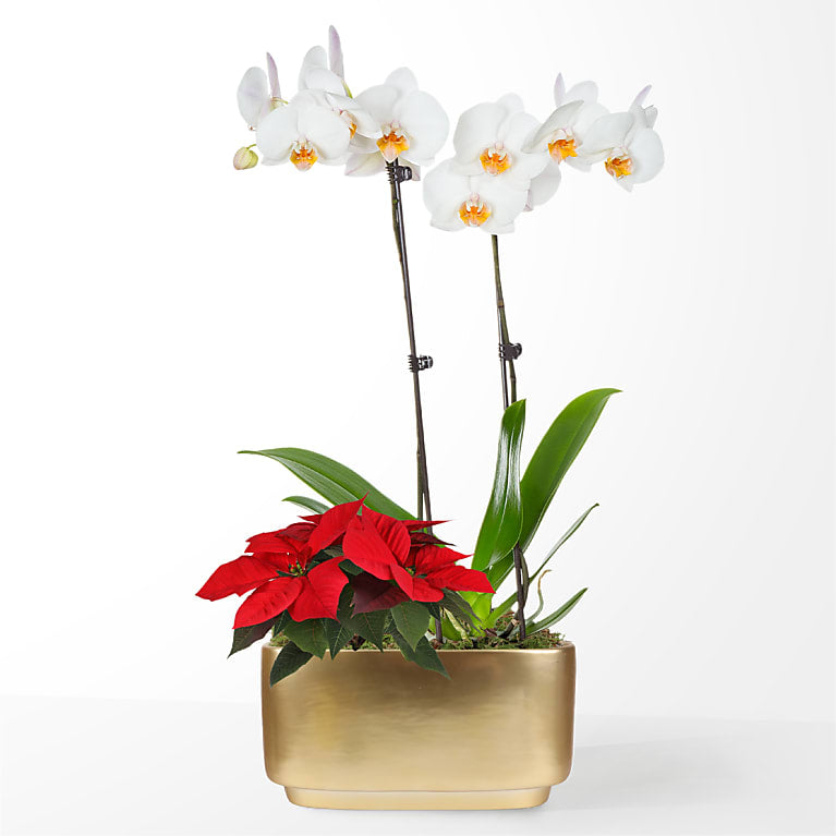 Jardín de orquídeas blancas y flores de Pascua rojas