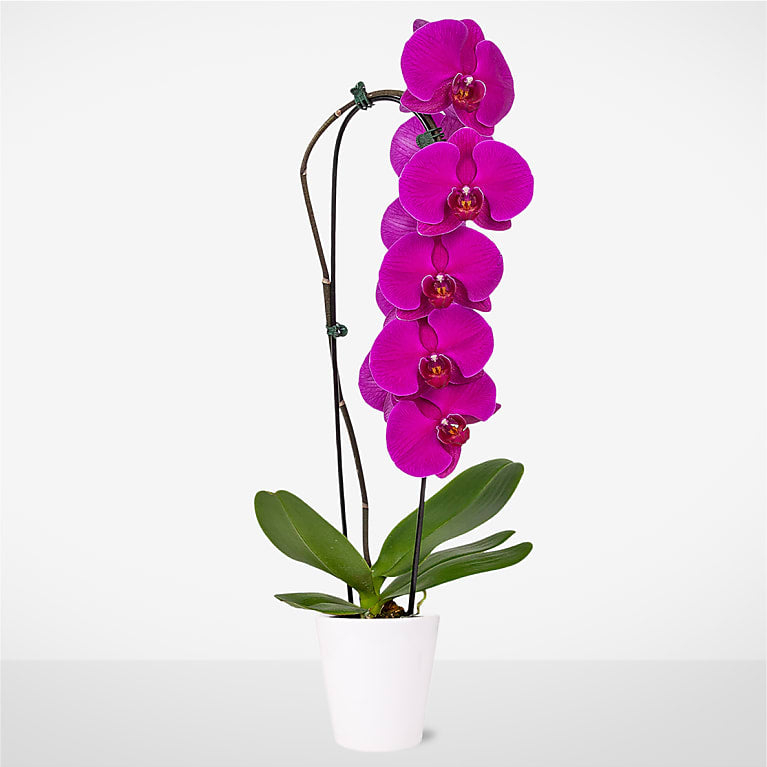 Orquídea cascada púrpura