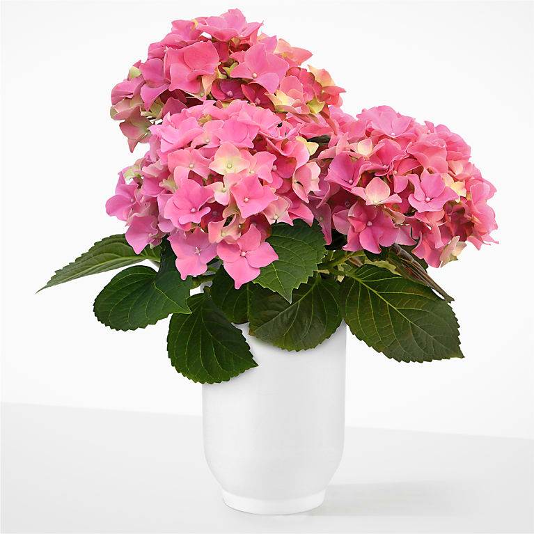 Hortensia rosa de ensueño