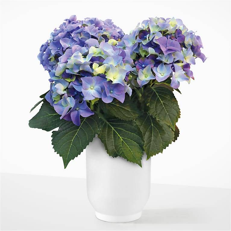 Hortensia azul Cloudbreak