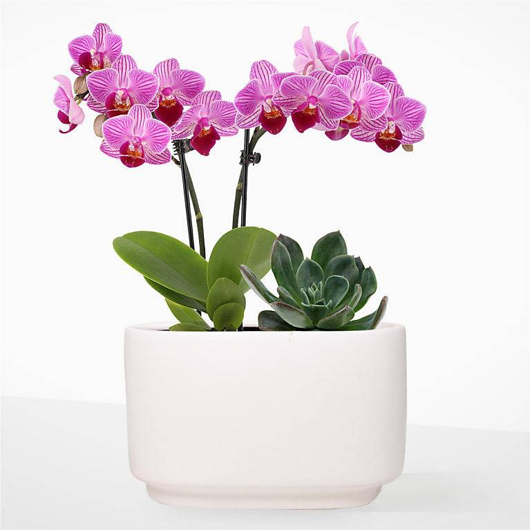 Dúo de orquídeas y suculentas de color rosa ruborizado