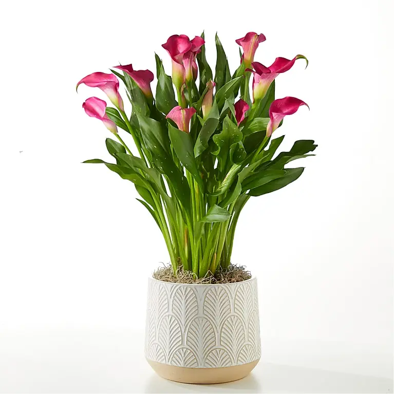 Mi querida planta de lirio de cala rosa
