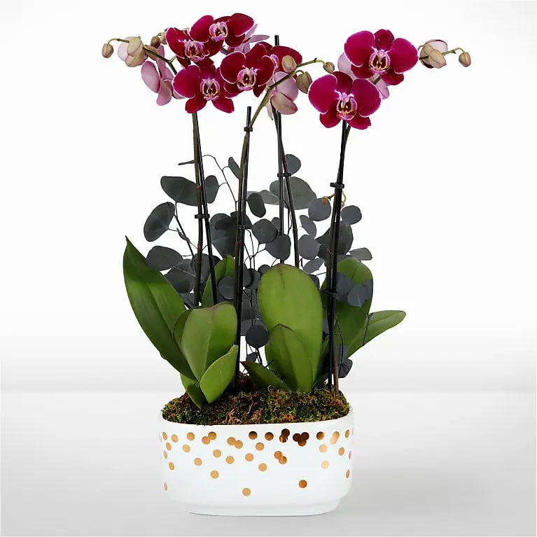 Jardín de orquídeas Encanto Púrpura