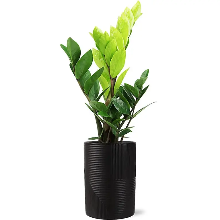 Planta ZZ moderna