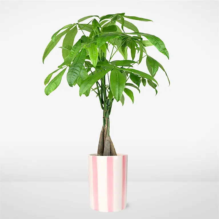 Árbol del dinero de ensueño