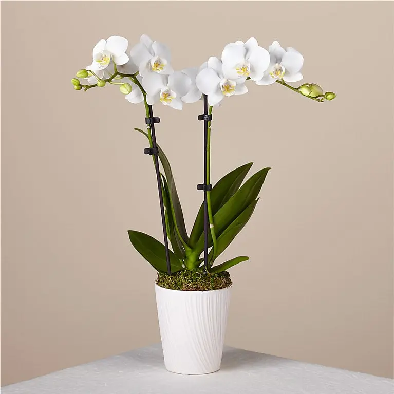 Orquídea Blanca Bliss