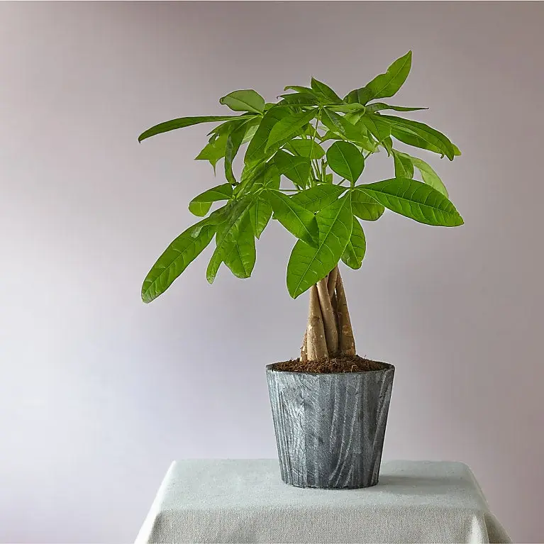 Árbol del dinero del día de la suerte
