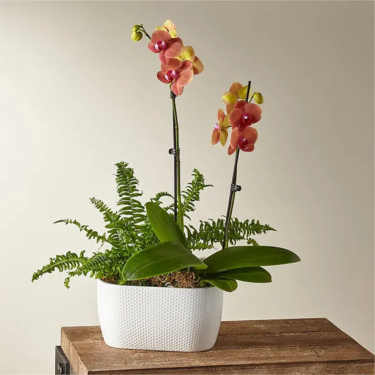 Jardín de orquídeas y helechos