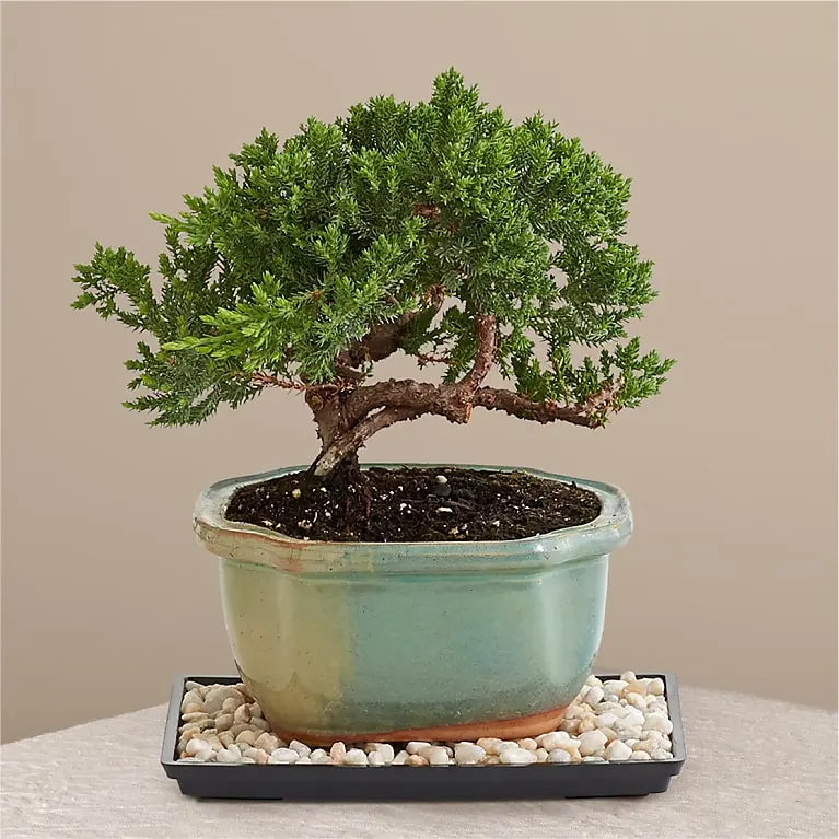 Árbol de los bonsais de enebro