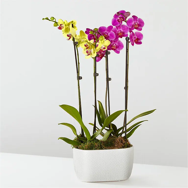 Jardín de orquídeas moradas y amarillas