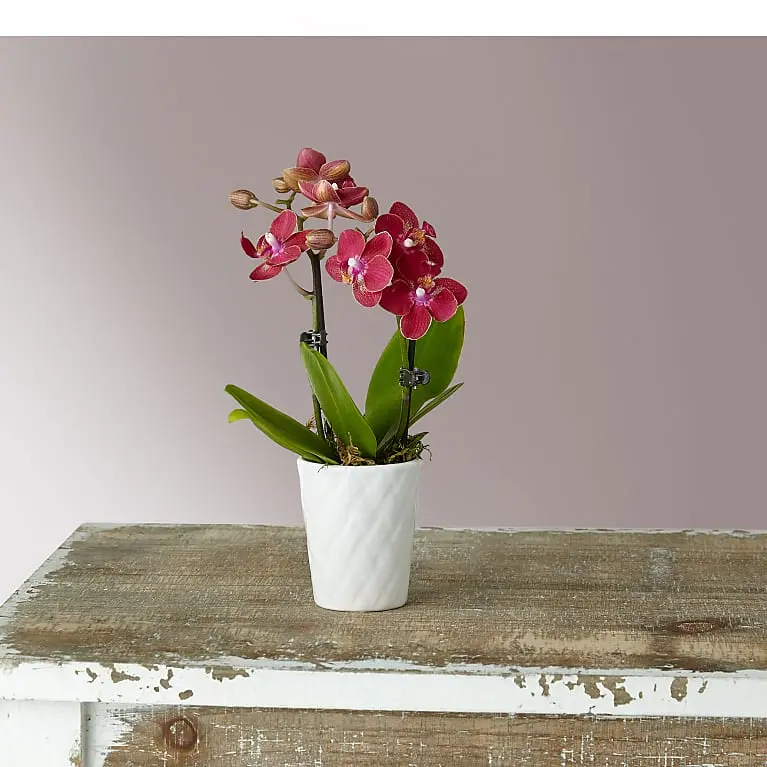 Orquídea mini