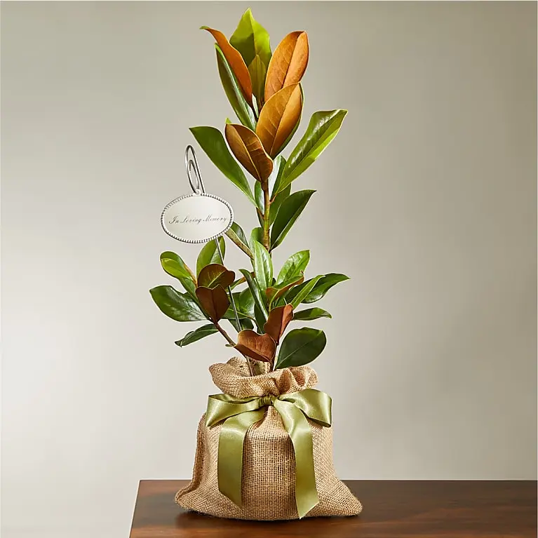 Árbol de magnolia conmemorativo
