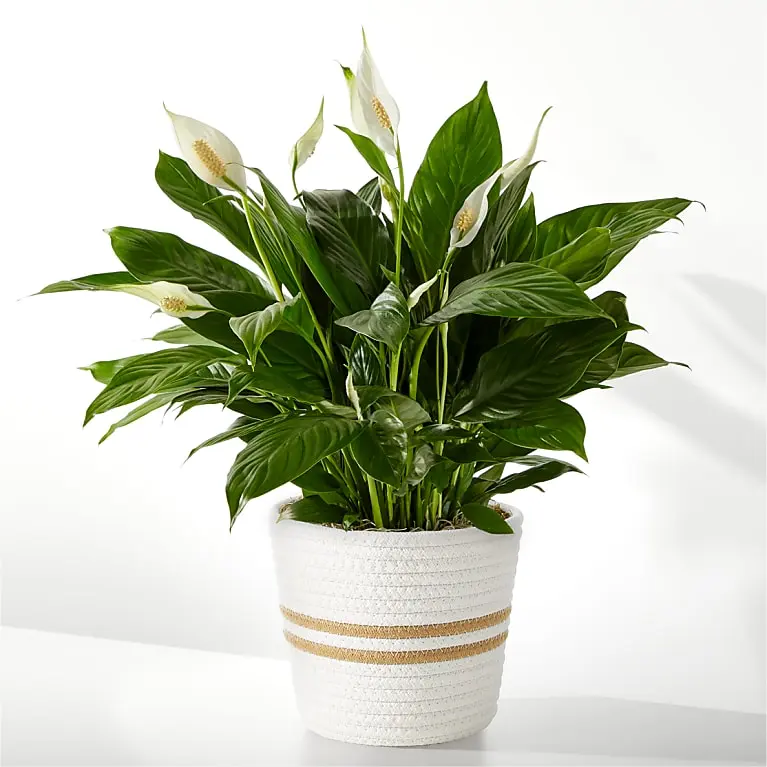 Planta de lirio de la paz