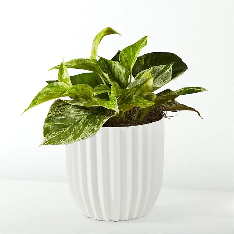 Pothos dorado