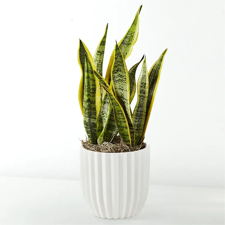 Planta de serpiente