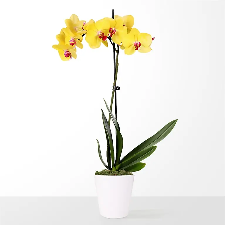 Orquídea amarilla pequeña