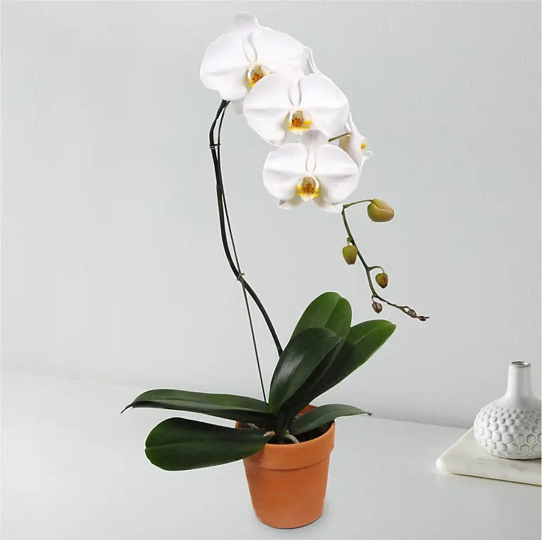 Orquídea blanca en cascada