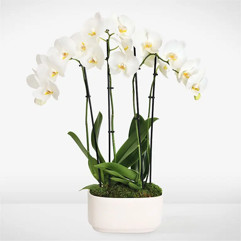 Jardín de orquídeas blancas de belleza sencilla
