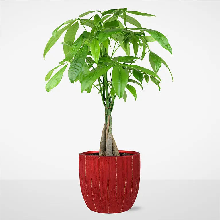 Árbol del dinero del amor eterno