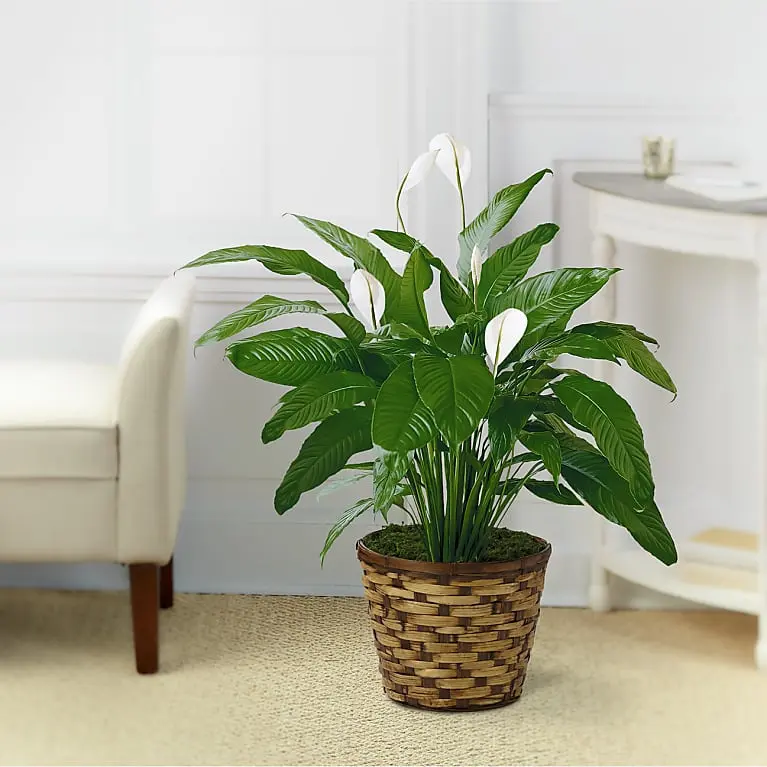 Planta de lirio de la paz Tranquil Moments