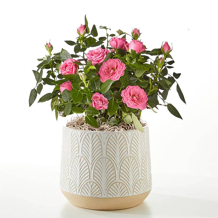 Young Love Pink Rose Plant (Hearts Ceramic Container)
