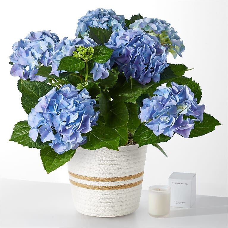 Set de regalo de hortensias azules y rosas ardientes Beyond Blue