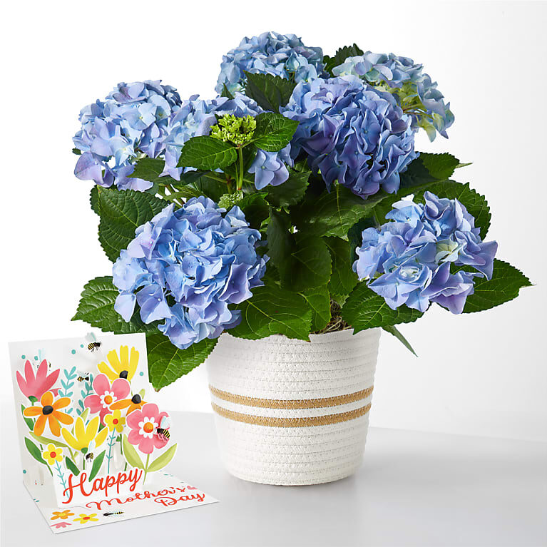 Más allá de las hortensias azules y la tarjeta desplegable del Día de la Madre
