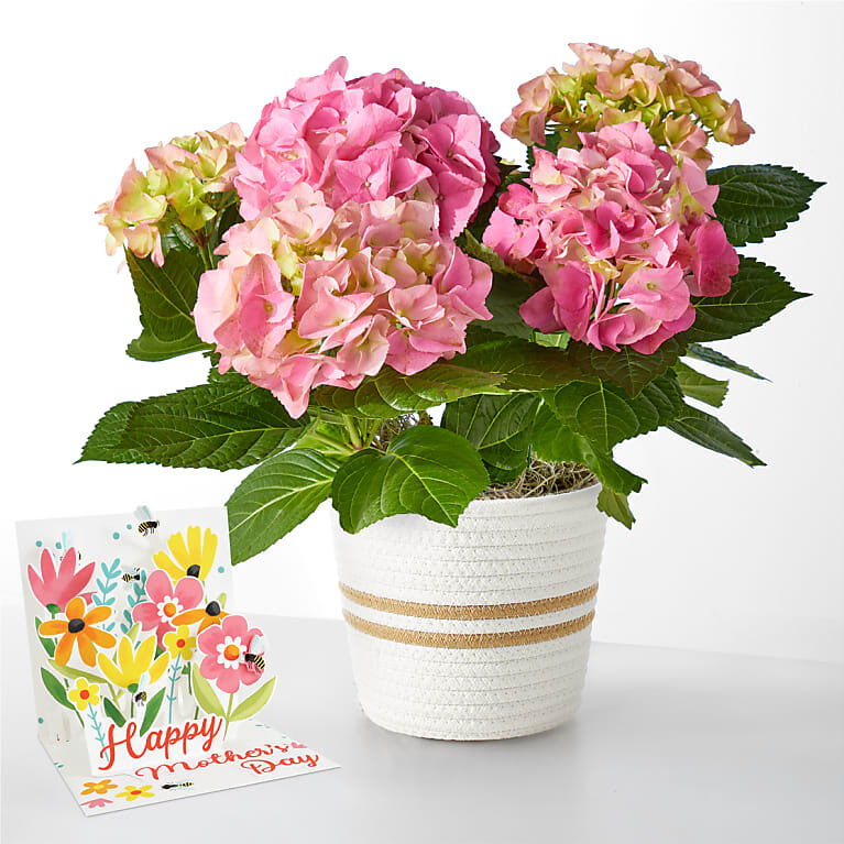 Planta de hortensia rosa y tarjeta desplegable del Día de la Madre