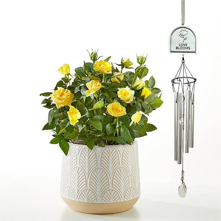 Mini rosa amarilla y campanilla de viento Love Blooms