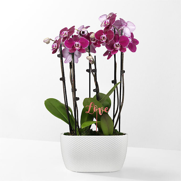 Jardín de orquídeas Pasión púrpura