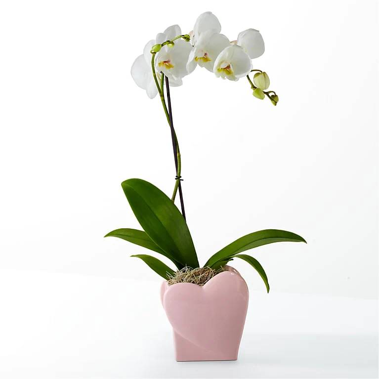 Orquídea de corazón