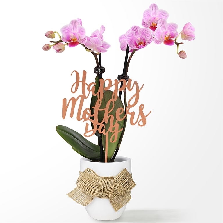 Te quiero mamá Mini orquídea rosa