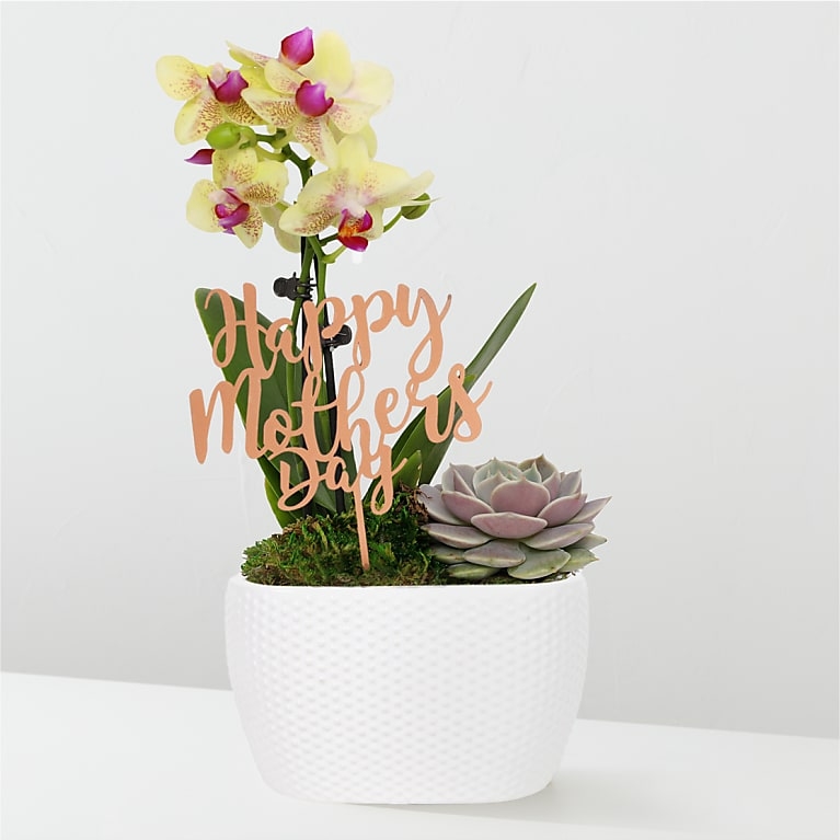 Mini orquídea amarilla y suculenta Echeveria