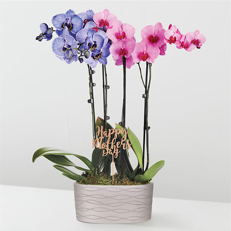 Orquídeas en acuarela de color rosa y lavanda