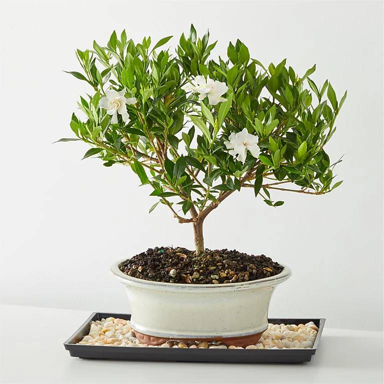Bonsái de gardenia (15 cm)